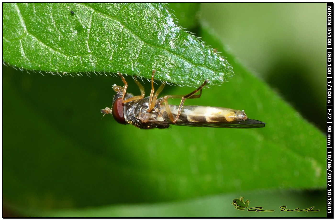 Melanostoma scalare, Syrphidae