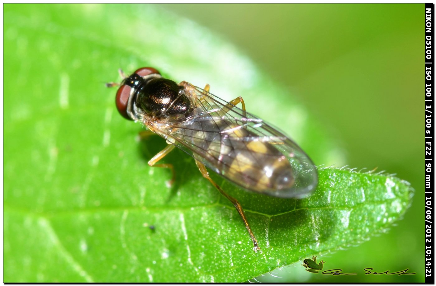 Melanostoma scalare, Syrphidae