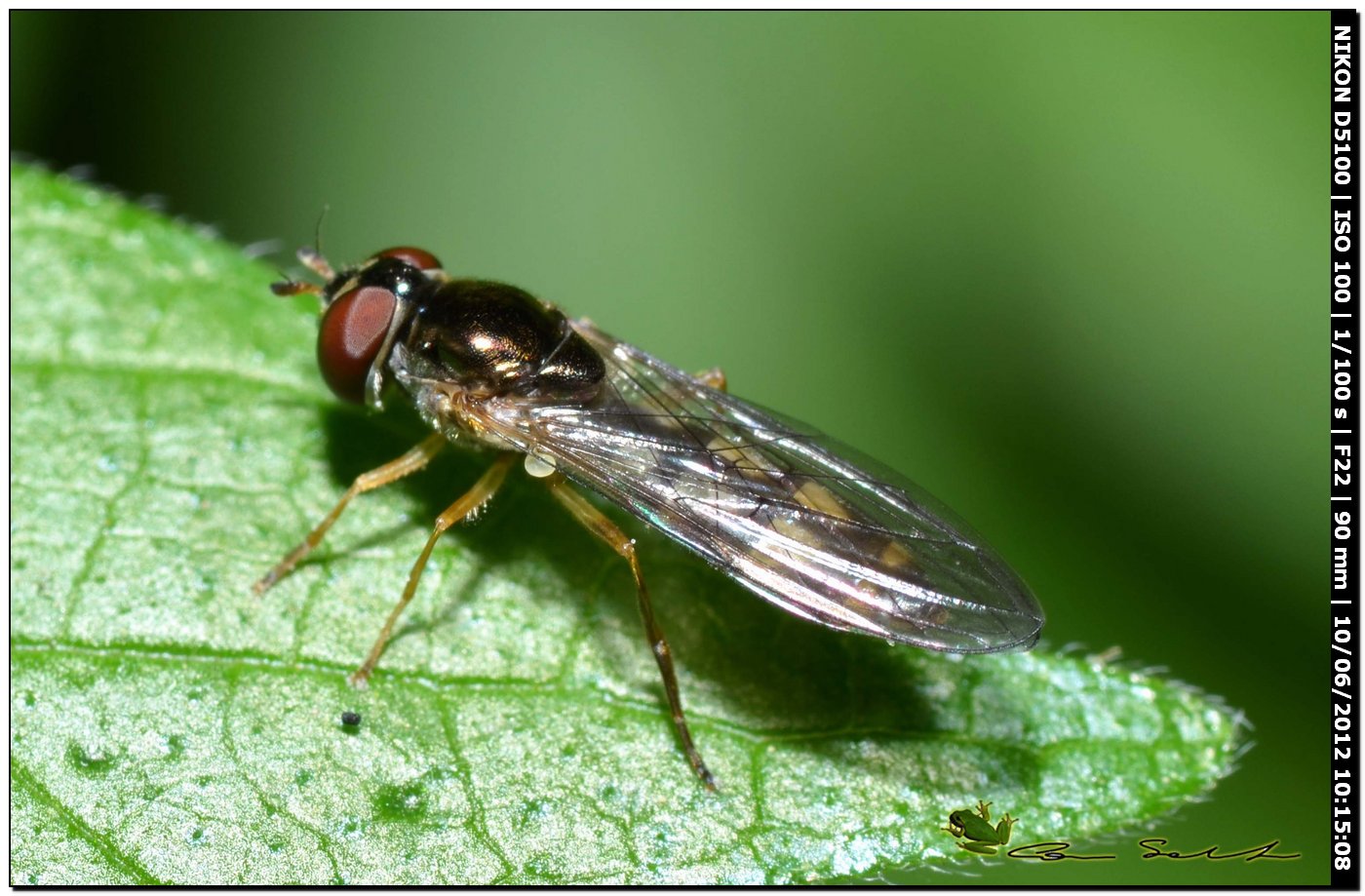 Melanostoma scalare, Syrphidae