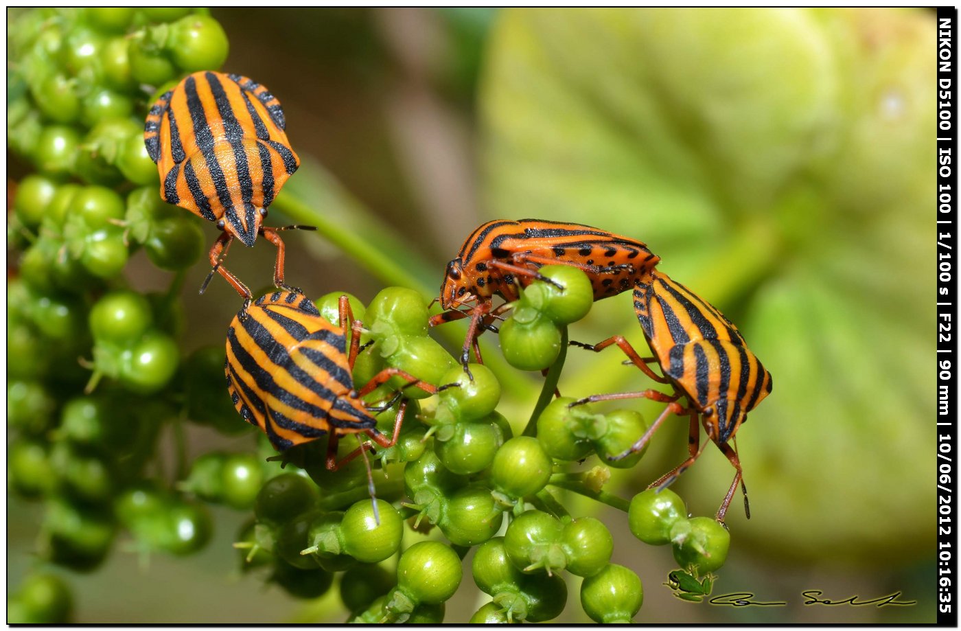 Graphosoma lineatum lineatum