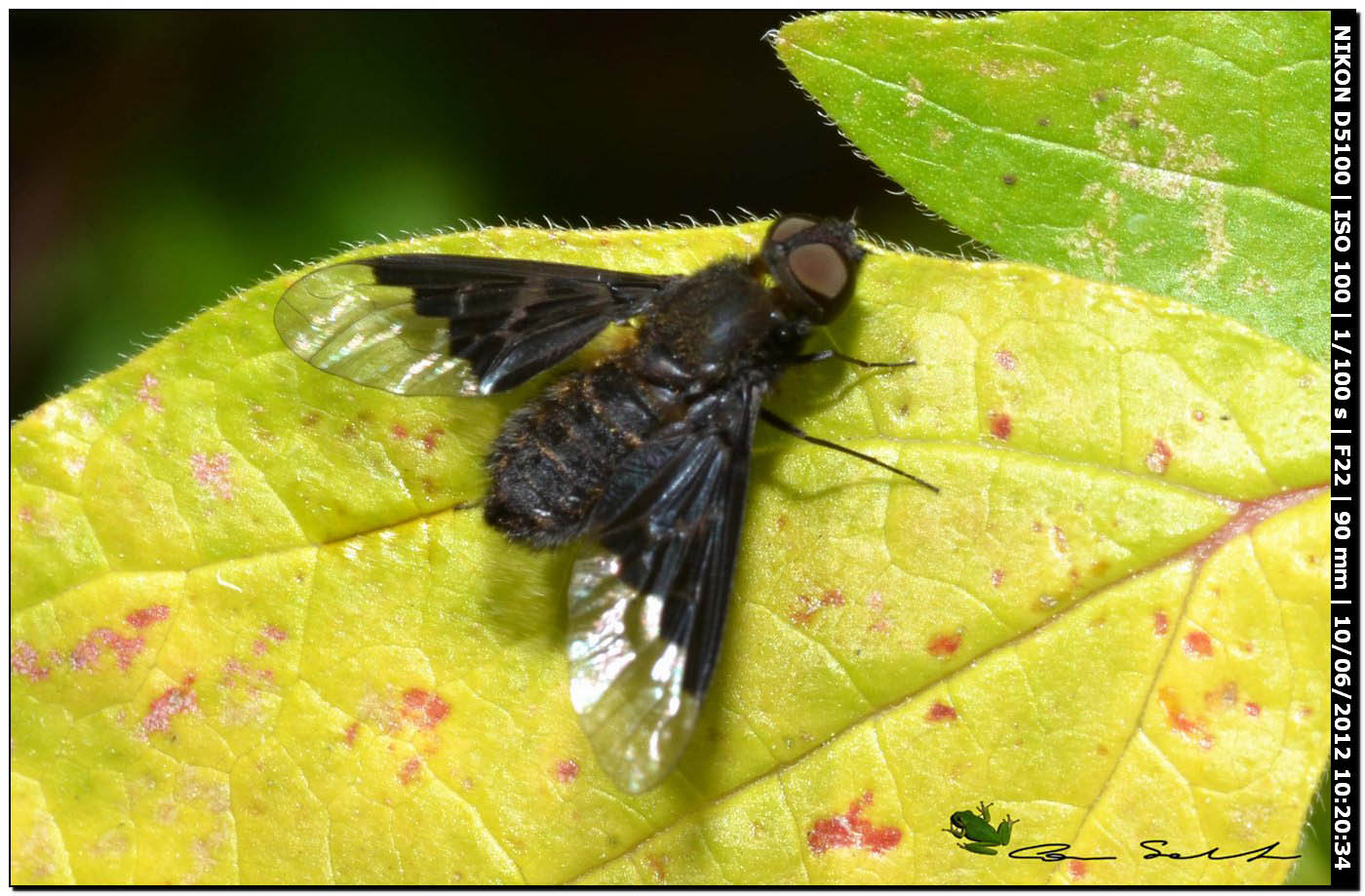 Hemipenthes morio, Bombyliidae