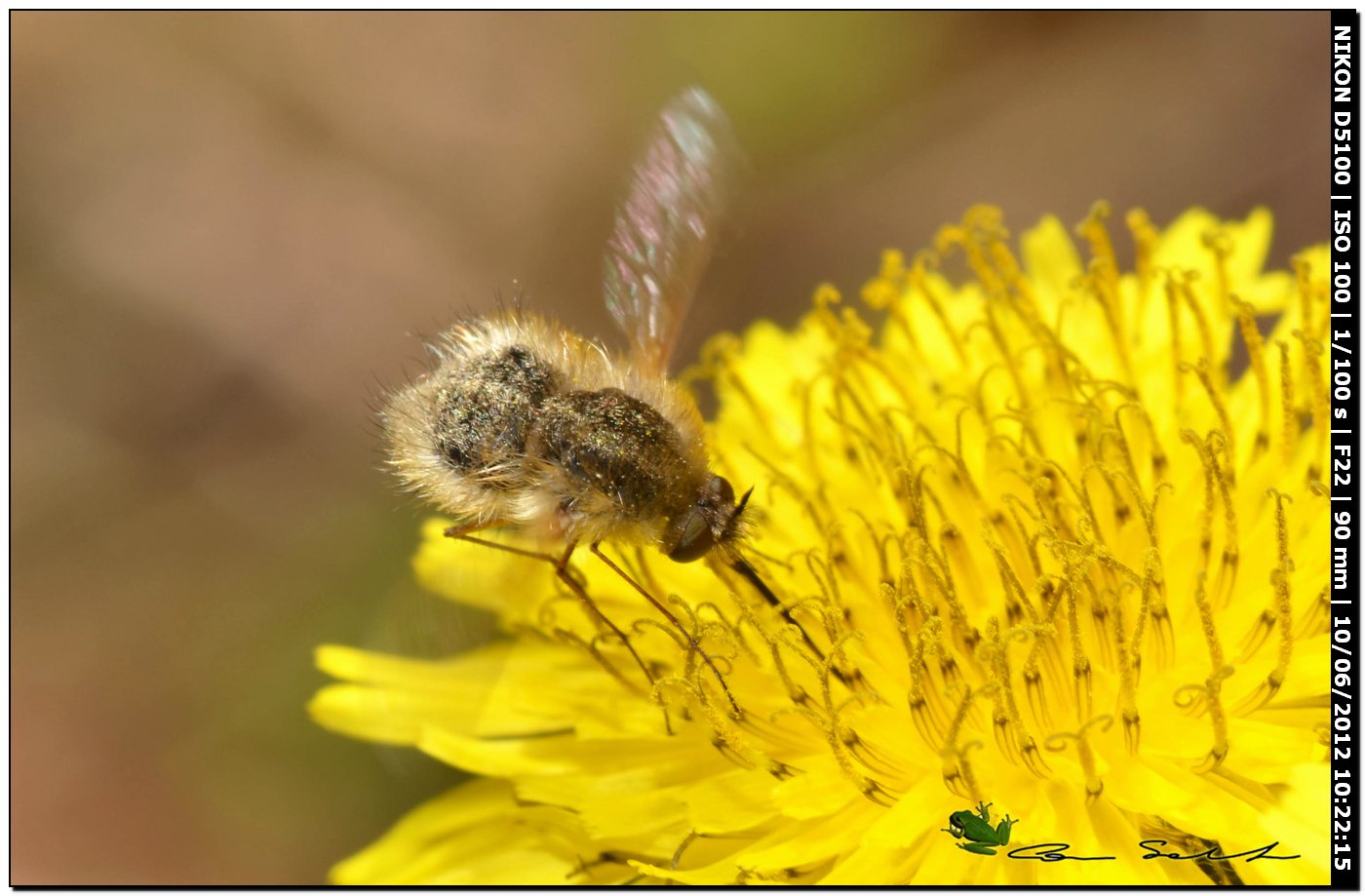 Bombylius minor?, Bombyliidae