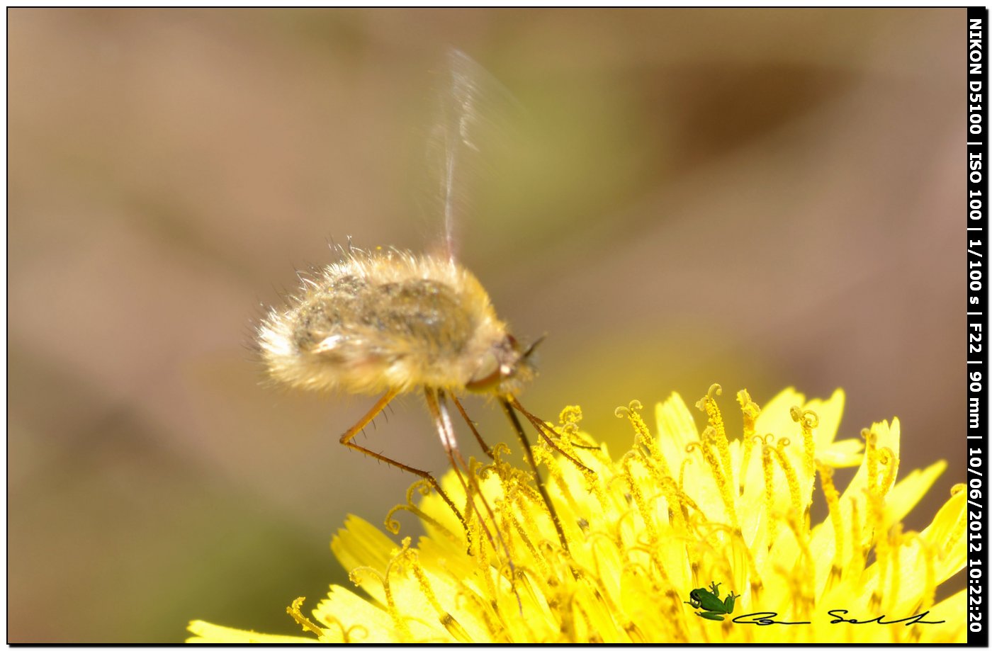 Bombylius minor?, Bombyliidae