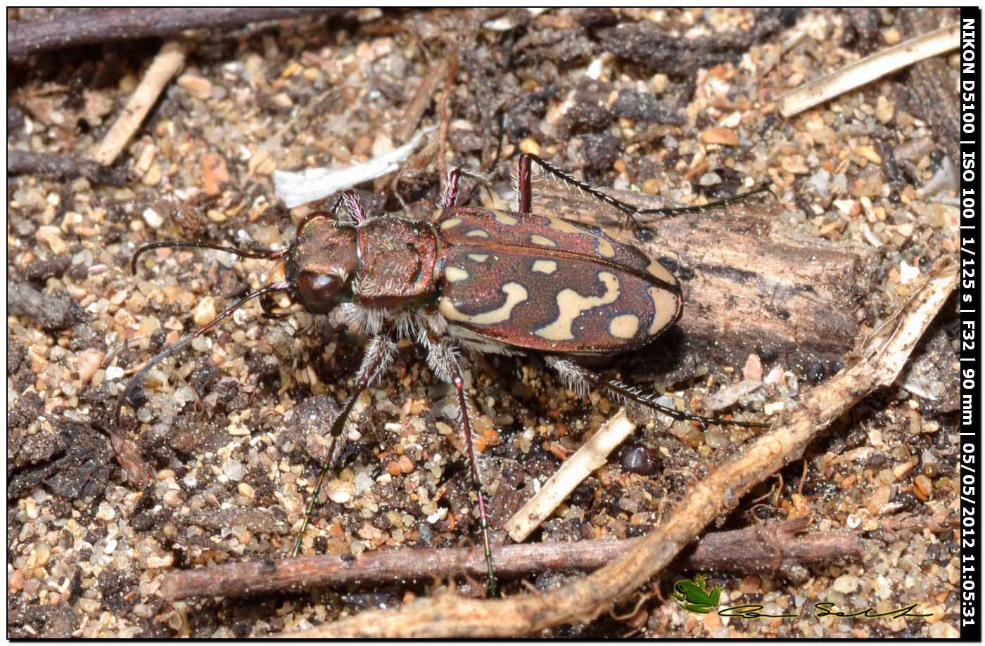 Lophyra flexuosa sardea (Carabidae)