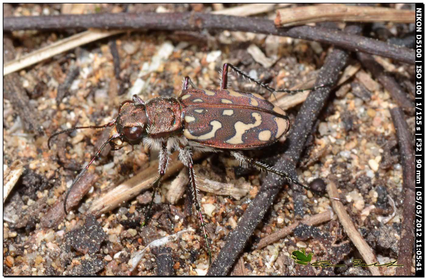 Lophyra flexuosa sardea (Carabidae)