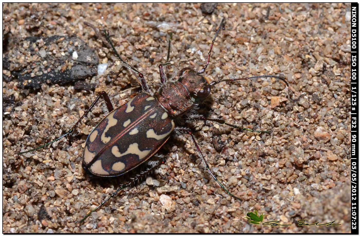 Lophyra flexuosa sardea (Carabidae)