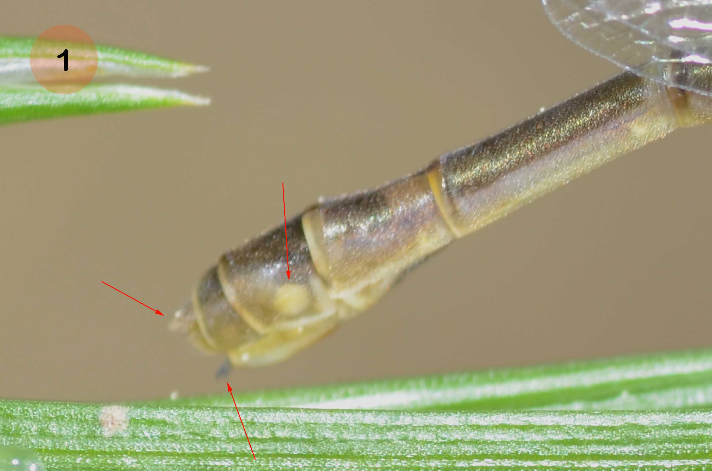 Lestes neosfarfallata