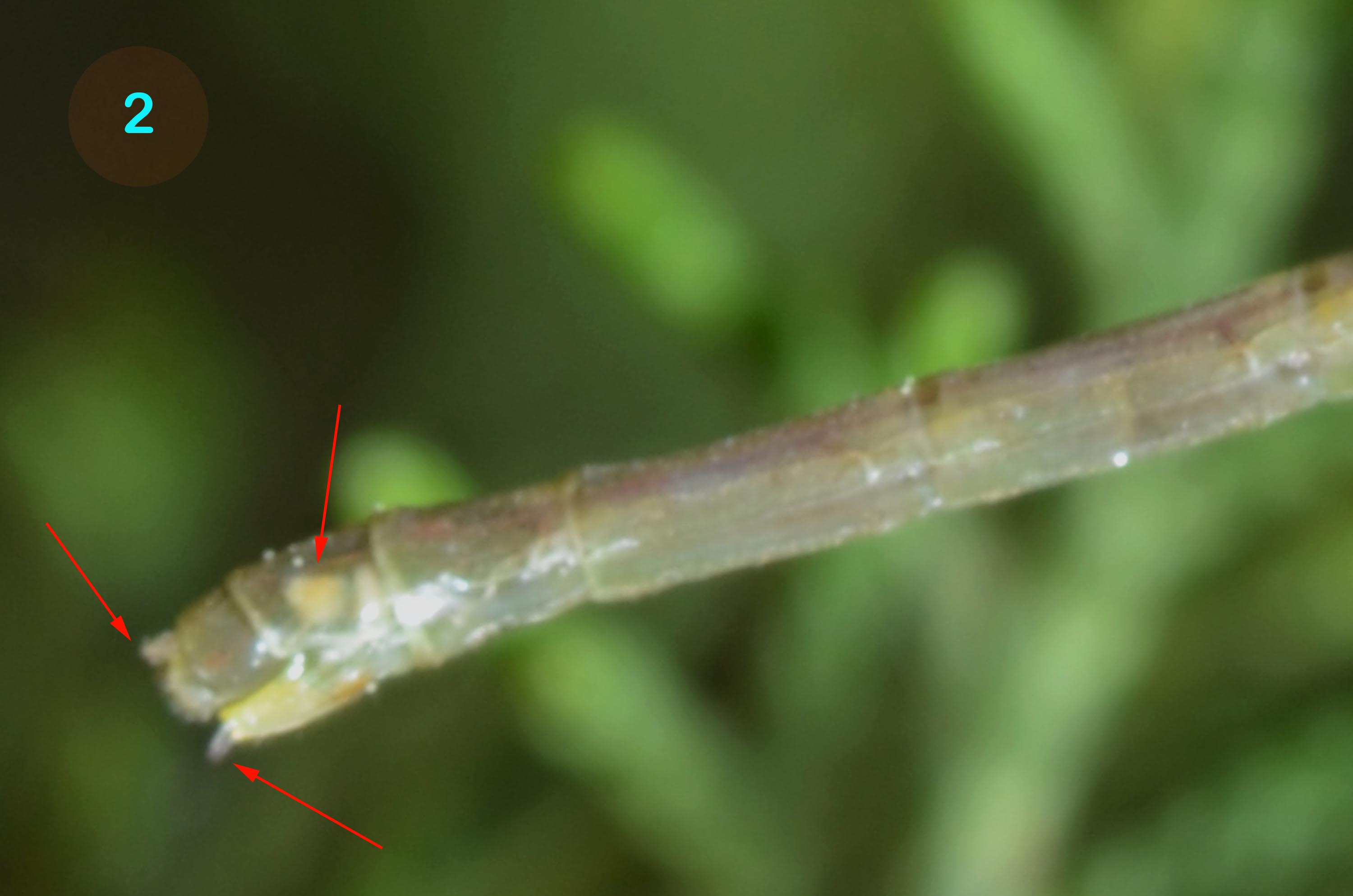 Lestes neosfarfallata