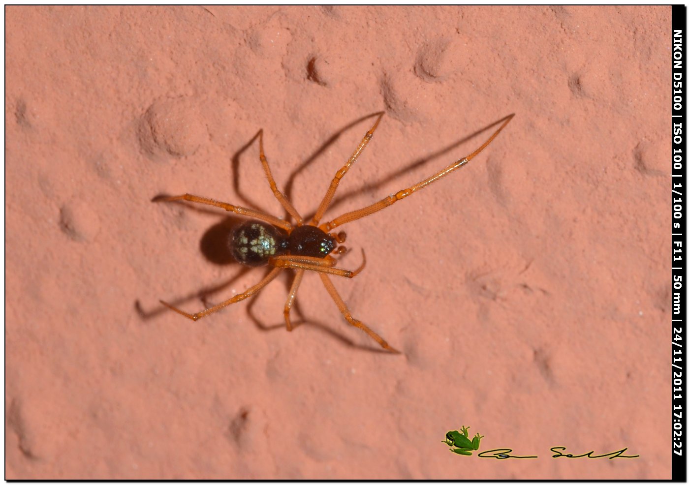 Steatoda triangulosa