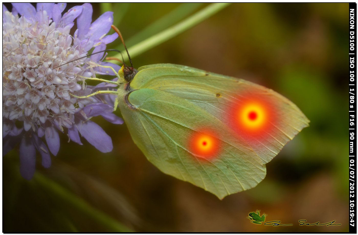 Gonepteryx italica?