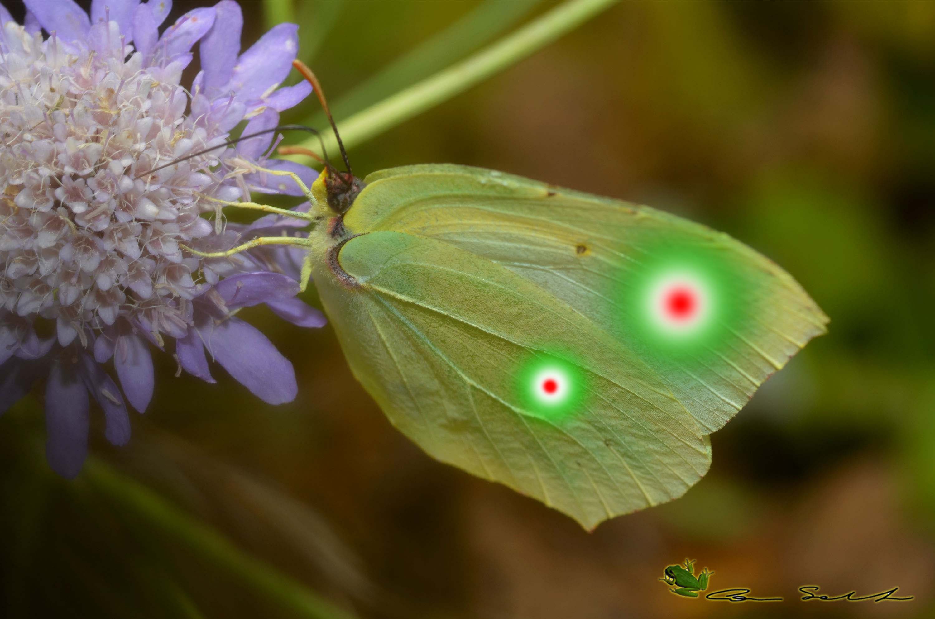 Gonepteryx italica?