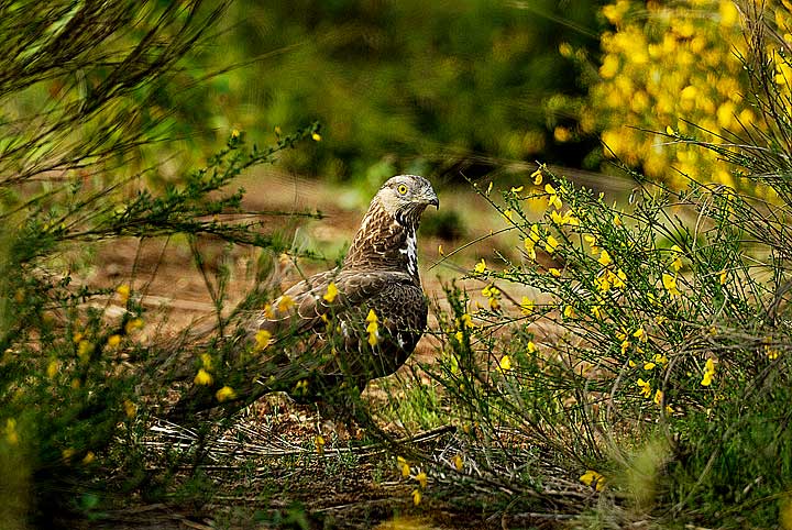 Falco Pecchiaiolo