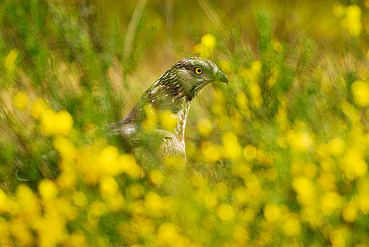 Falco Pecchiaiolo