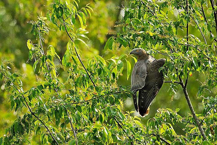 Falco Pecchiaiolo