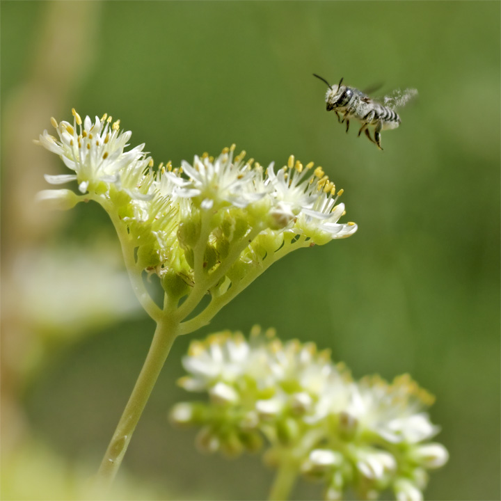 Megachile sp. in volo