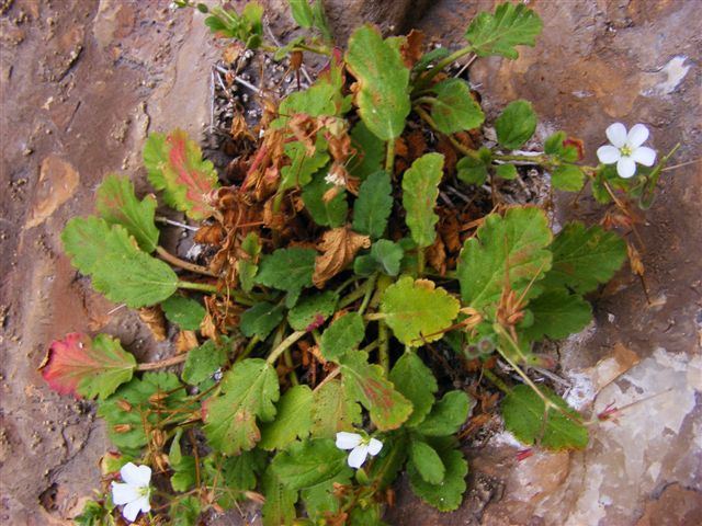 Erodium corsicum  /   Becco di gru corso
