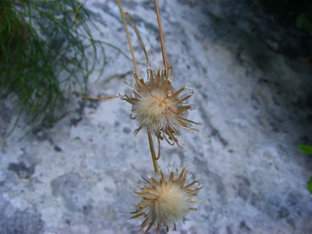 Centaurea filiformis / fiordaliso filiforme