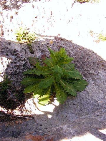 Lactuca longidentata / Lattuga del Monte Albo