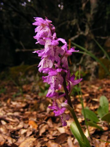 Orchis mascula subsp. ichnusae / Orchide di Sardegna