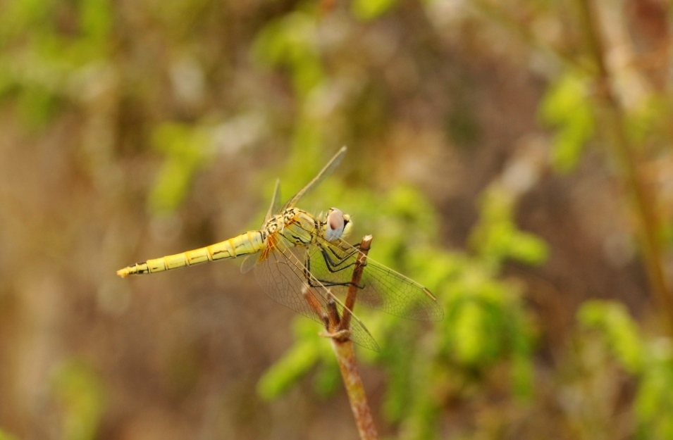 Libellula da identificare