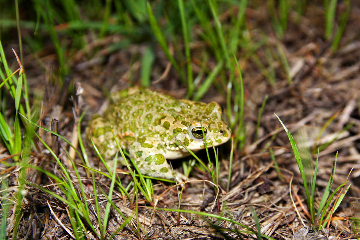 Insieme nel Parco del Delta del Po, probabilmente