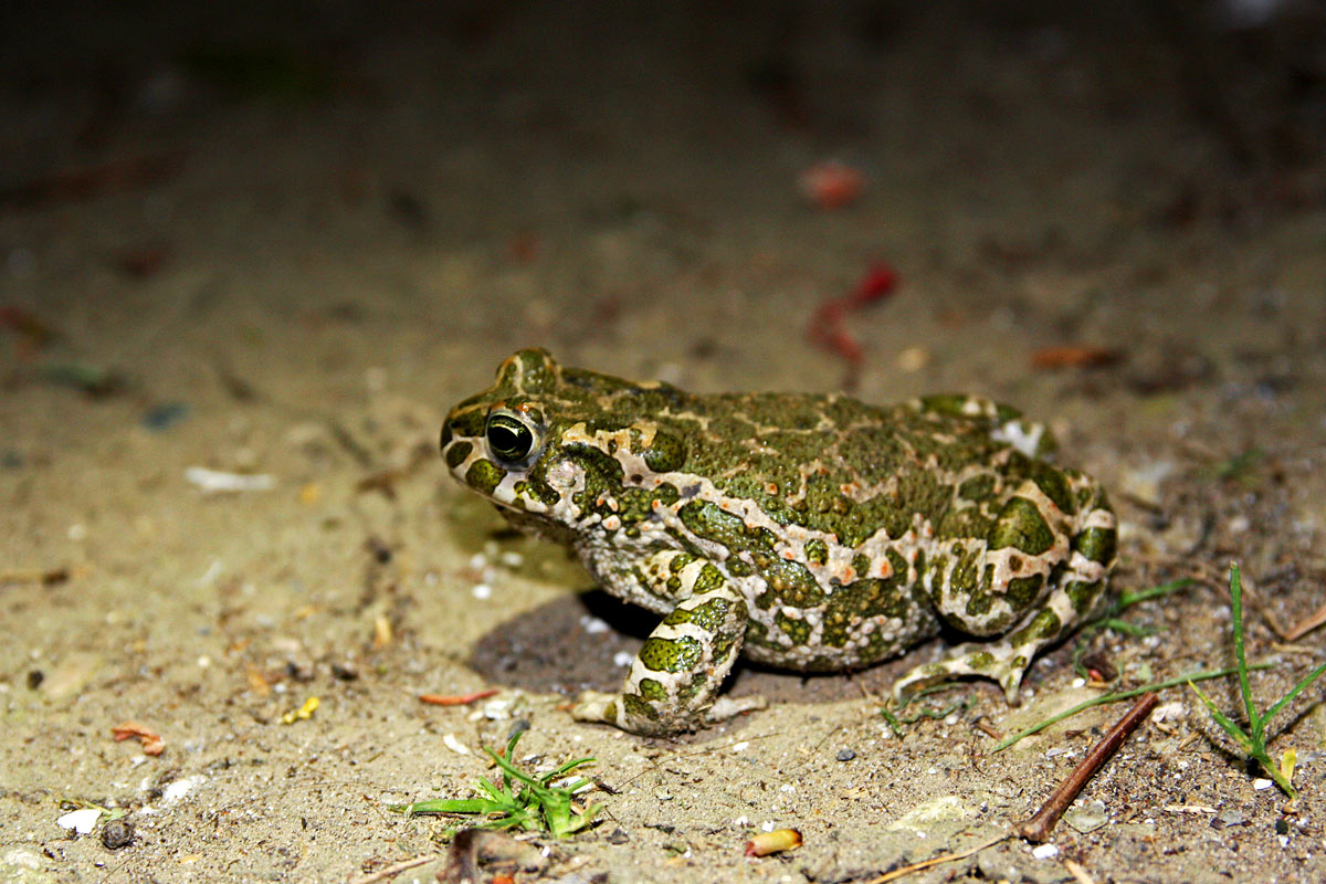 Insieme nel Parco del Delta del Po, probabilmente