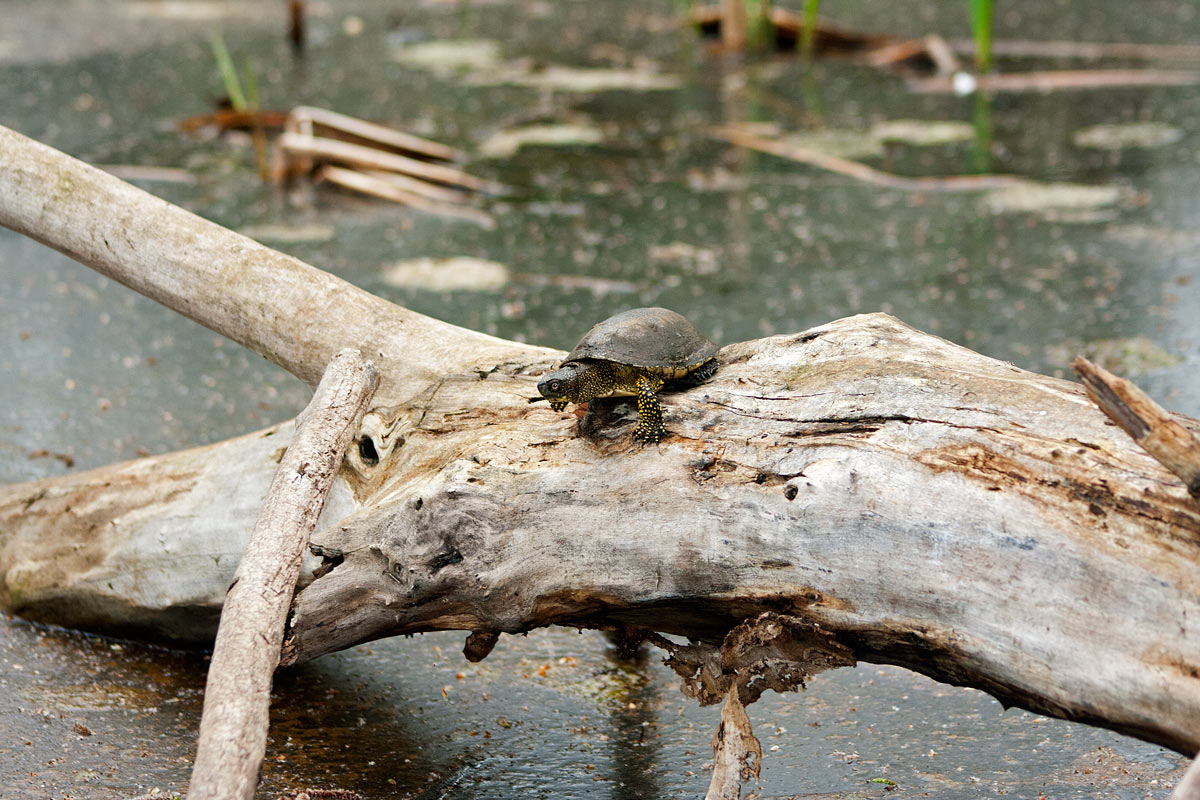 Insieme nel Parco del Delta del Po, probabilmente