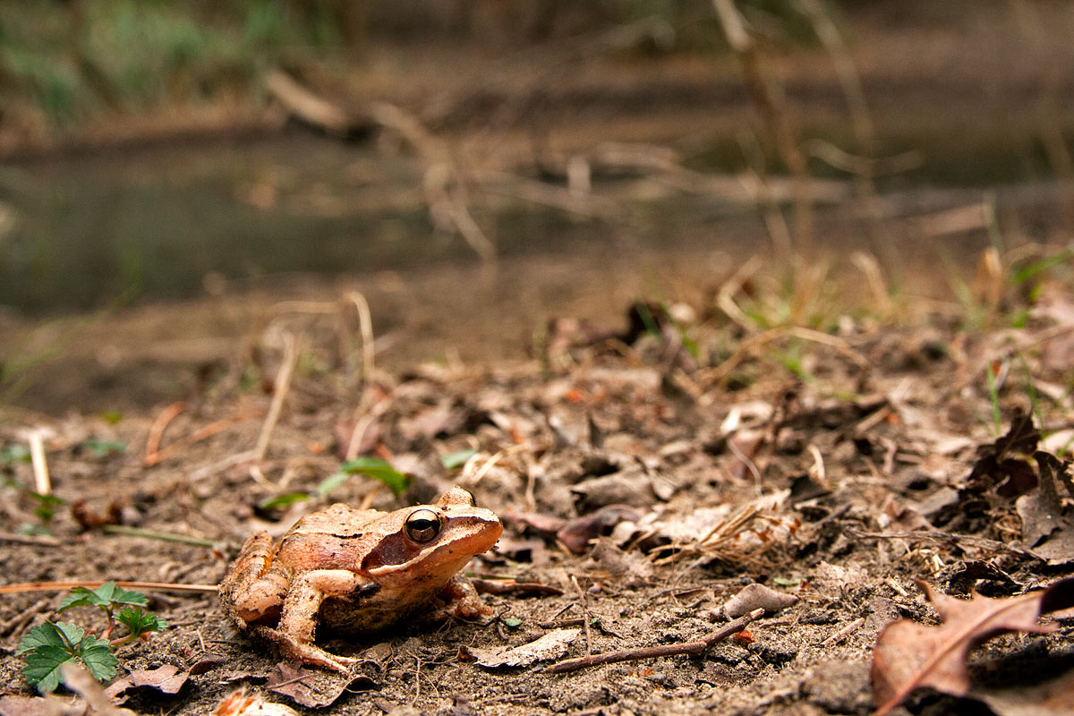 Insieme nel Parco del Delta del Po, probabilmente