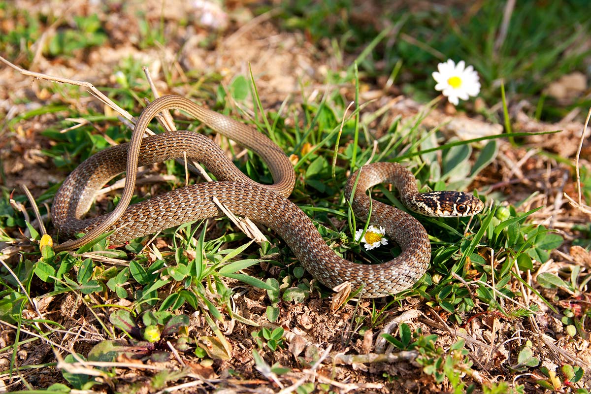 Giovane Hierophis di Tolfa