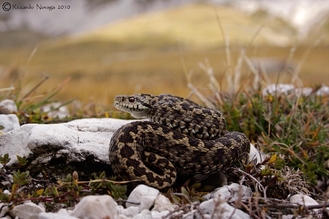 il gioiello d''abruzzo