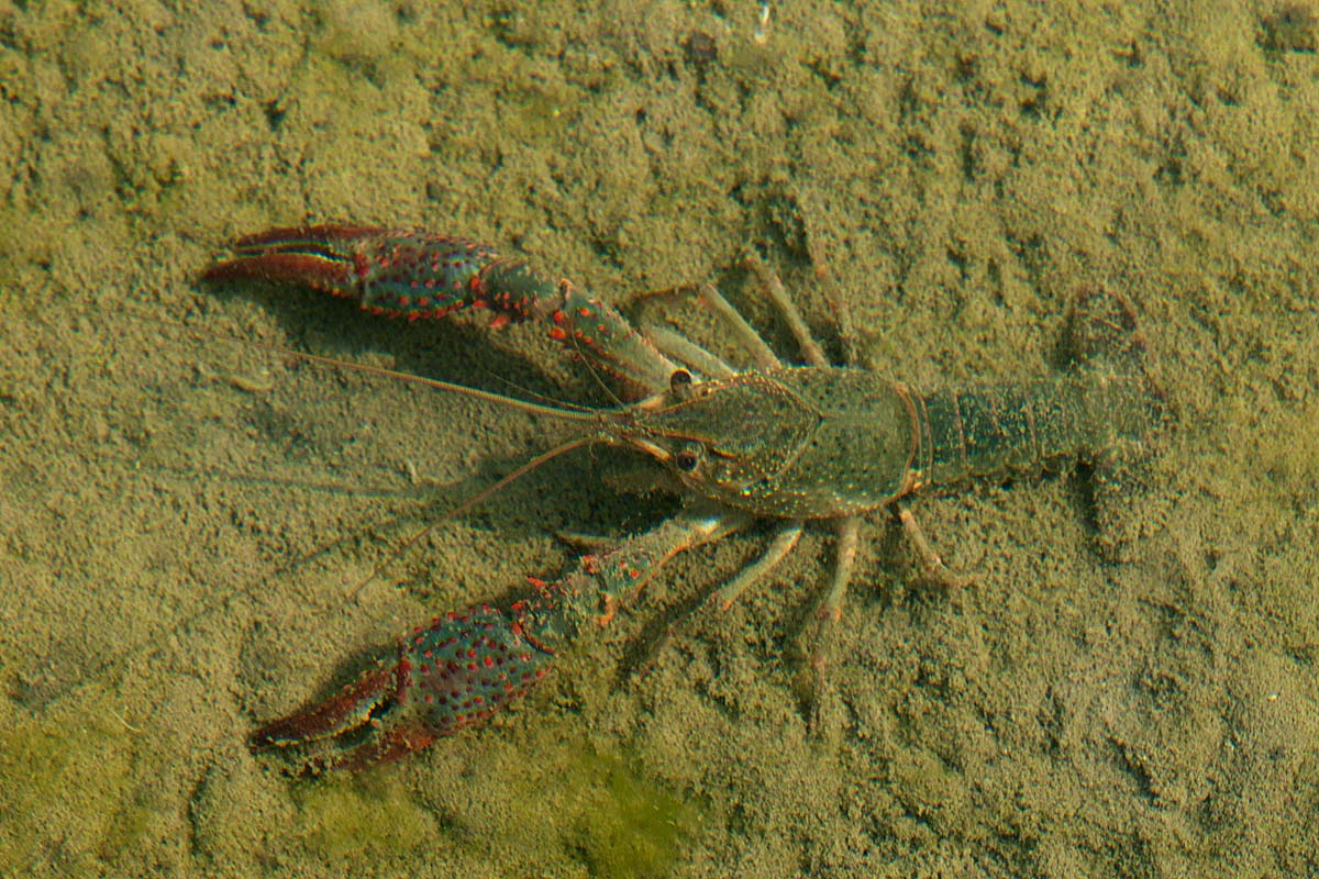 Procambarus clarkii