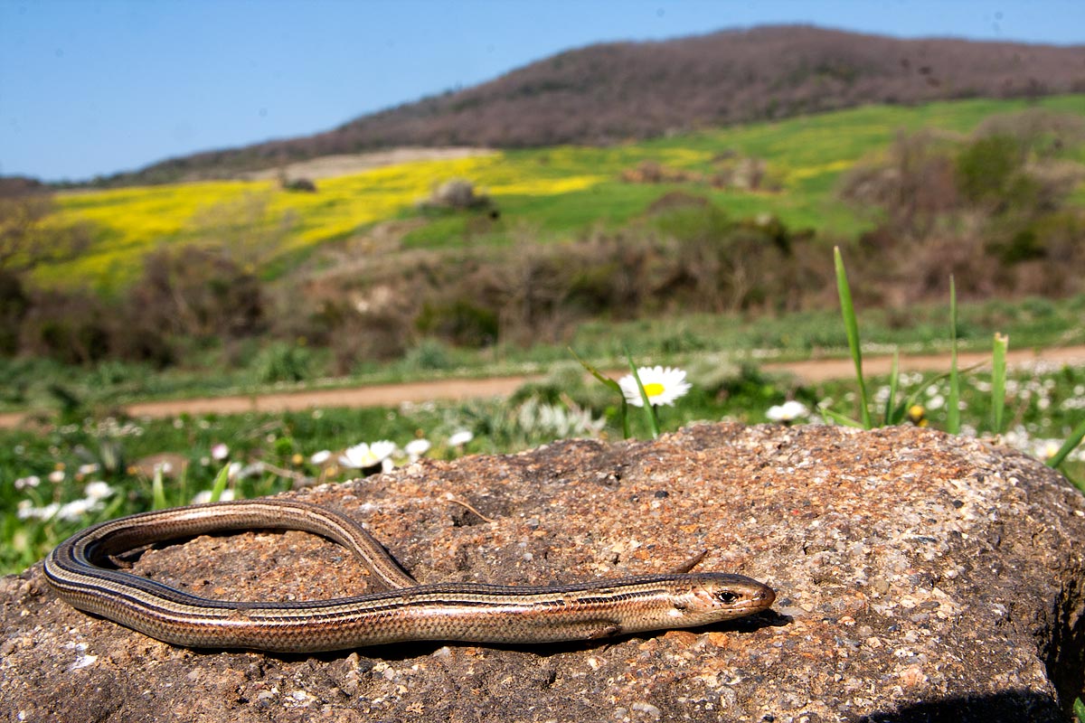 Giovane Hierophis di Tolfa