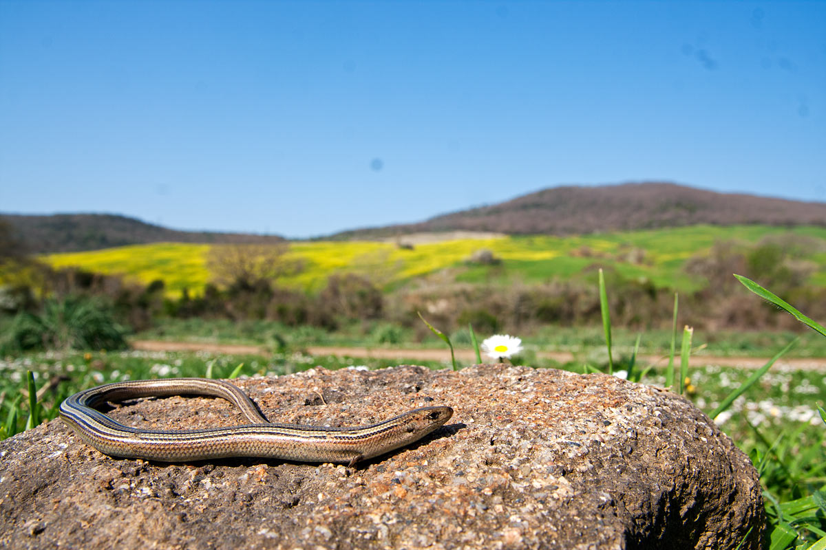 Giovane Hierophis di Tolfa