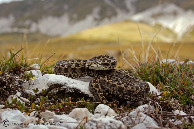 il gioiello d''abruzzo