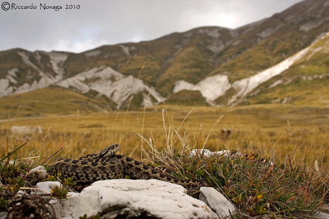 il gioiello d''abruzzo