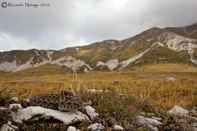 il gioiello d''abruzzo