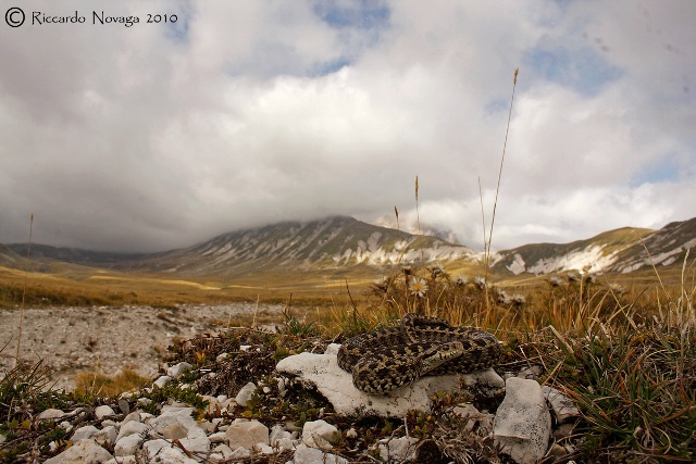 il gioiello d''abruzzo