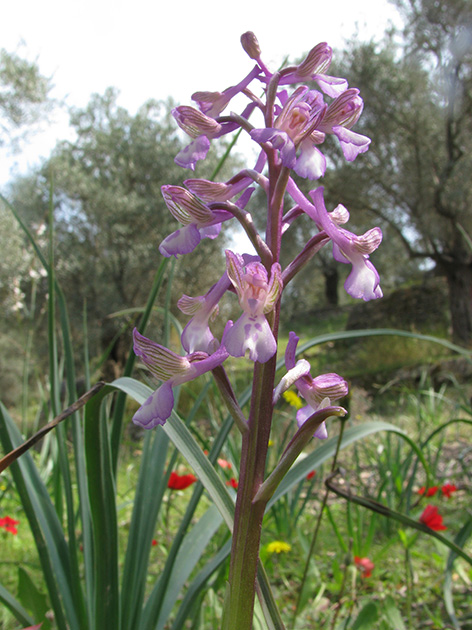 Orchidee di Lesbos - seguito