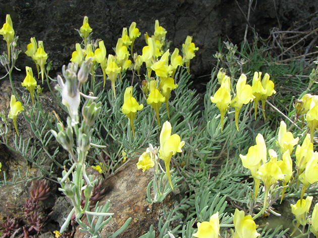 Linaria supina / Linaiola dei serpentini