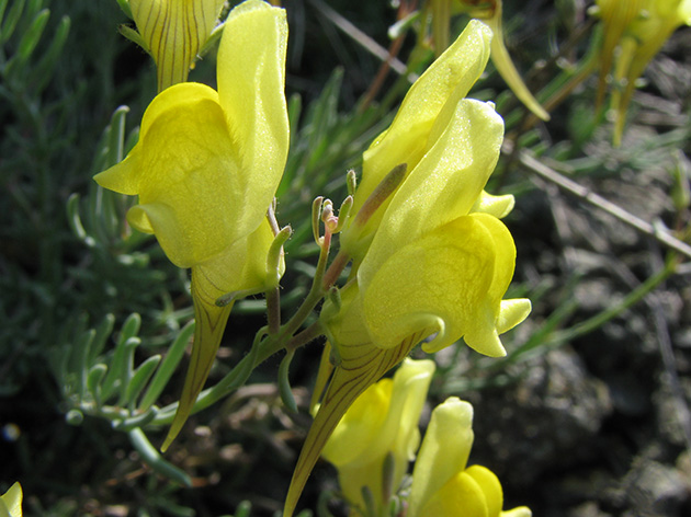 Linaria supina / Linaiola dei serpentini