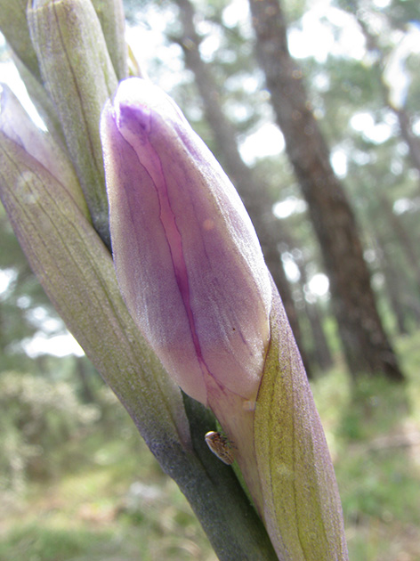 Orchidee di Lesbos - seguito