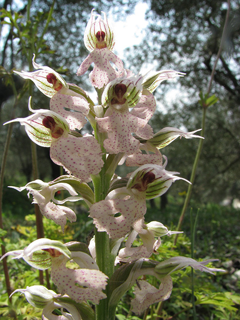 Orchidee di Lesbos - seguito