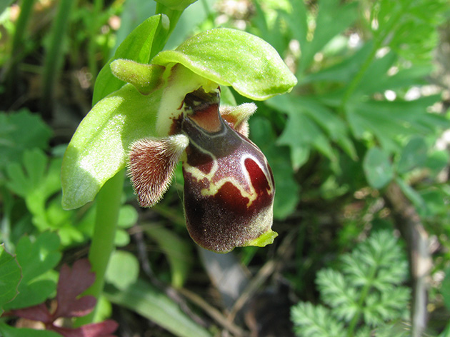 Ophrys di Lesbo (Grecia)