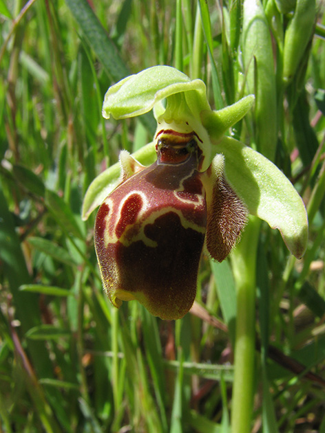 Ophrys di Lesbo (Grecia)