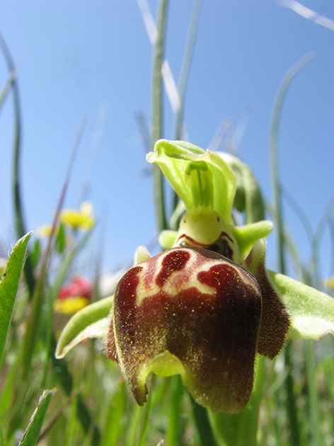 Ophrys di Lesbo (Grecia)