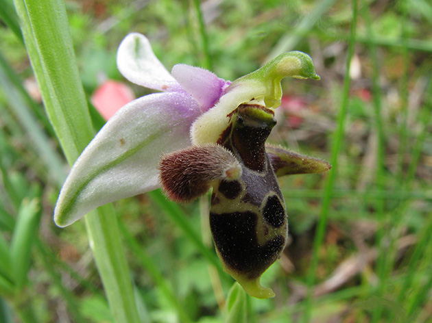 Ophrys di Lesbo (Grecia)