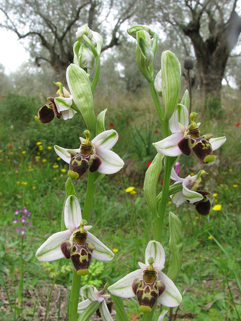 Ophrys di Lesbo (Grecia)