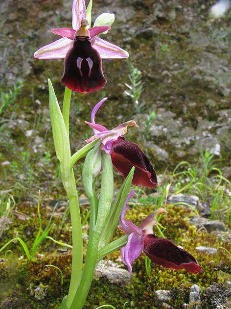 Ophrys di Lesbo (Grecia)