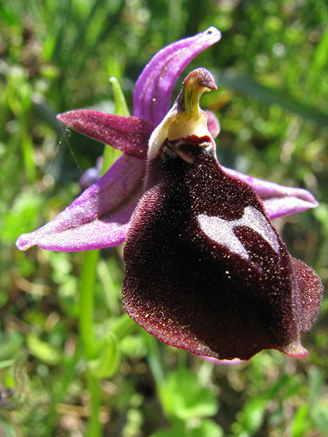 Ophrys di Lesbo (Grecia)