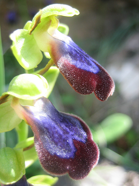 Ophrys di Lesbo (Grecia)